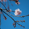 十月桜