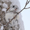 雪モモ