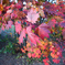 紅葉狩る ちょっと枯れ始めて