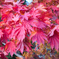 紅葉狩る 良い色に染まりまして