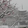 雪・梅の花・五重塔