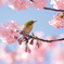 河津桜とメジロさん3