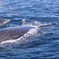 親子クジラ