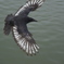 この鳥の名は？