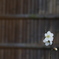 花　その164