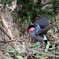よく飛ぶ,ウソ君