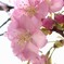 河津桜