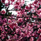 寒緋桜