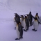 キングペンギンと飼育員の方