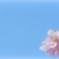 さ・く・ら