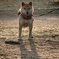 今日（２月２２日）は朝からとても暖かく、朝日を浴びた愛犬もご機嫌でした。