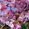 早咲きの桜(2021年2月23日)