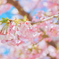 さくらのまうきせつに