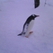 遊びすぎて羽に雪が