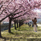 河津桜