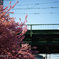 河津桜