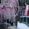 春への架け橋