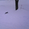 雪がふかふかｗ
