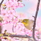 淀の河津桜－２