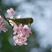 桜ジロー