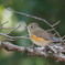 ♀ルリビもいっしょ。