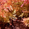 DSCF0344