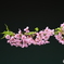 河津桜