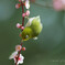 春のめぐみ♪。.:＊・゜