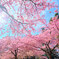 桜の季節