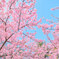 桜の季節