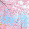 桜の季節