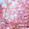 DSCF0456