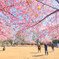 桜の季節