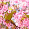 鳥と桜