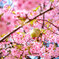 DSCF0483