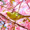 鳥と桜