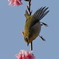 花から花へ
