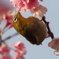 花から花へ３