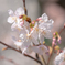接写して 玉縄桜 香りけり