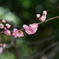 梅の花