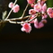 梅の花