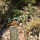 座間谷戸山公園のジョウビタキ3