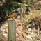 座間谷戸山公園のジョウビタキ4