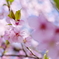桜と若葉と