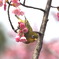 花粉の季節に　3.