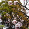 空より落ちる花