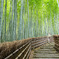京都　竹林