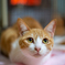 久しぶりに、Ai Nikkor 50mm f/1.2S