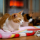 久しぶりに、Ai Nikkor 50mm f/1.2S