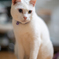 久しぶりに、Ai Nikkor 50mm f/1.2S